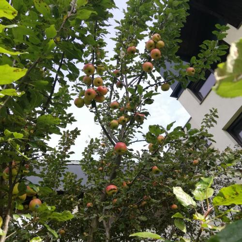 Foto des Apfelbaumes der VS Scharnitz