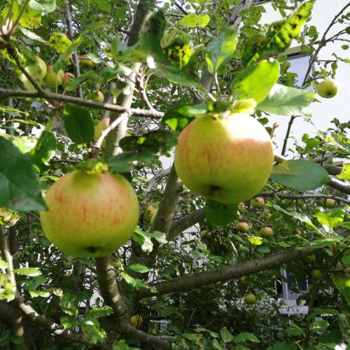 Foto von 2 Äpfeln unseres Apfelbaumes